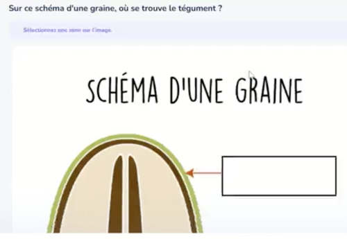 Capture d'écran d'un exercice concernant le schéma d'une graine